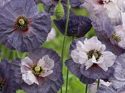 2個セット ポピー アメージング グレイ イングリッシュガーデン 花苗