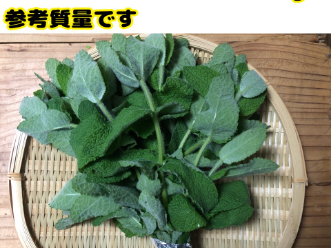 まもなく販売終了【農薬・化学肥料不使用栽培】青森県産　お庭育ちのレモンミント 100g（クール便発送）