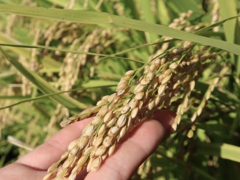 《R7新米予約》ヒノヒカリ無洗米5kg