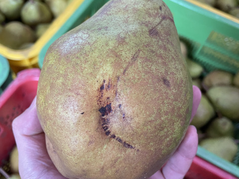 🍐【レア品種の訳あり】【絶妙な酸味で濃厚な味わい】『シルバーベル』 ３キロ 【西洋なし】【西洋梨】【山形県天童市産】【ご家庭用】