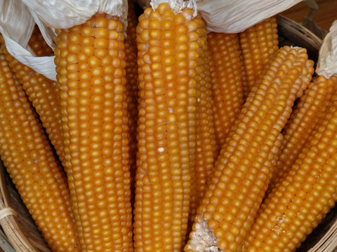 【数量限定】IdeaFarmの芯つきポップコーン（まるポップ）　 2kg