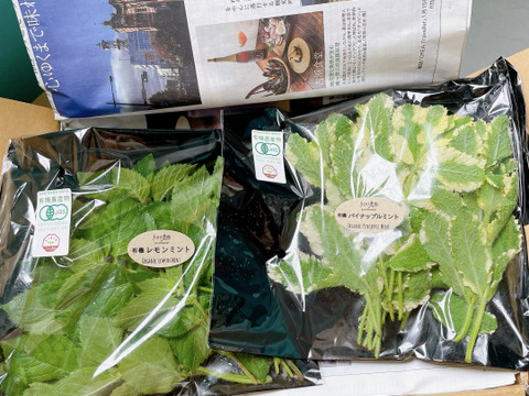 有機ブルーベリー（野菜ソムリエサミット金賞）＆ハーブ【数量限定】【生食用】2パック