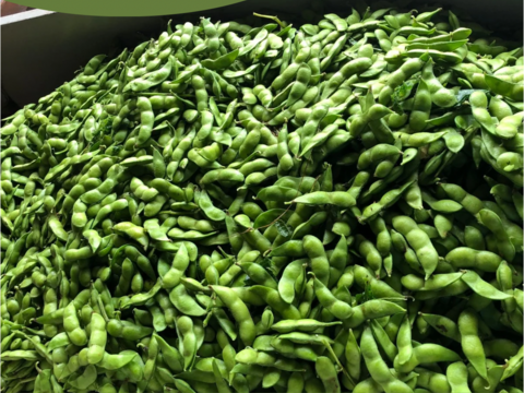 だだちゃ豆 規格外品 8kg 山形県 鶴岡市 特産 枝豆の王様 量り売り 季節限定品 お取り寄せグルメ おつまみ 夏の風物詩 うまい！