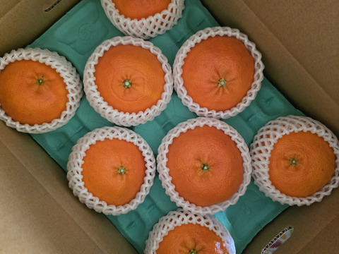 贈答用　愛媛県産　高級希少品種　甘平　１級　３Ｌ〜Ｌ　８〜１２個