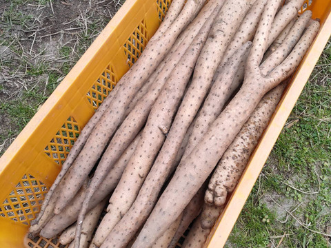 【家庭用】砂丘ながいも 長芋 抜きたて 5kg程度 とろろ ねばり 山芋 根菜