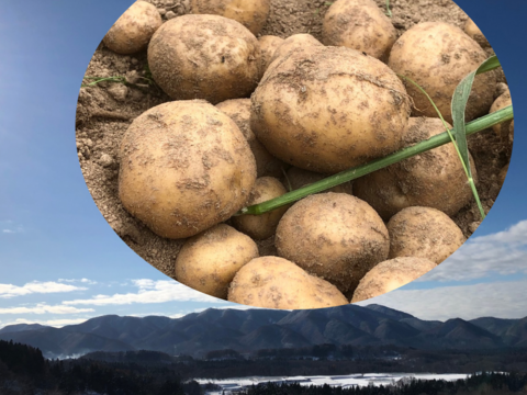 ※冬眠じゃが【農薬・化学肥料不使用栽培】2024年・青森県産 北あかり6ｋｇ