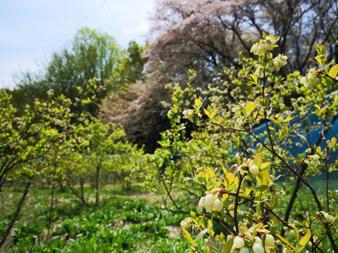 ≪生食用≫《自然栽培》完熟ブルーベリー500g　ハイブッシュ系