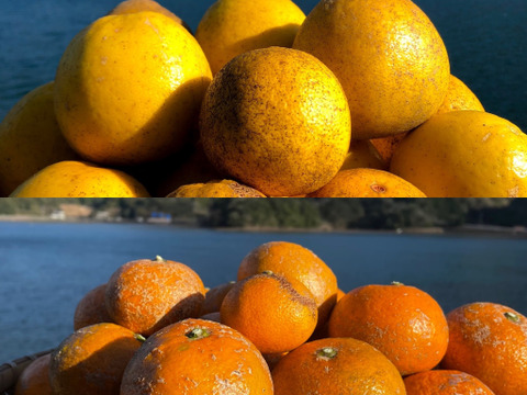 お試し　2種の柑橘食べ比べセット【和製グレープフルーツ&熊本みかん 金峰】箱込み1.5kg