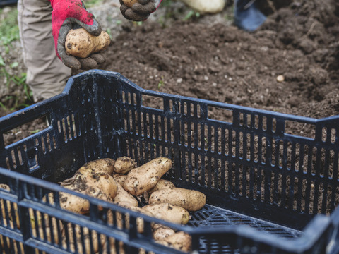 いつものカレーをグッとおいしく　カレーに使える有機野菜 3～4種類　定番野菜だからなんにでも使えます