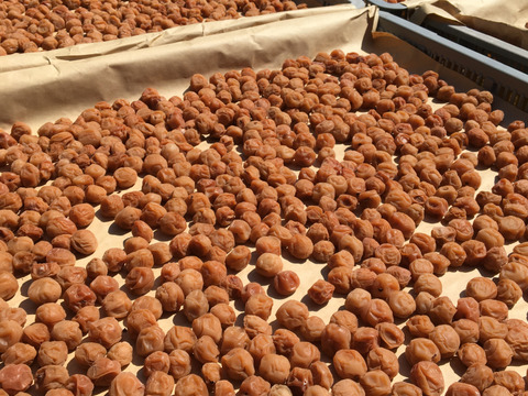 【冬ギフト】自然栽培で育った【ひとみずの小梅】280ｇ