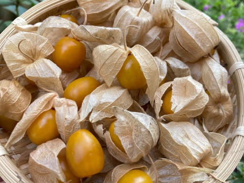 食べるサプリ♪ 自然栽培食用ほおずき400g