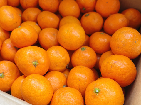 【お待たせしました】
5キロ箱【超小粒】
見た目より味が濃い♪
まーくん家のちっちゃなみかん