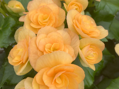 【贈答用】明るいサフランイエローにくつろぎを感じます。エラチオールベゴニア【イエローストーン】4.5寸