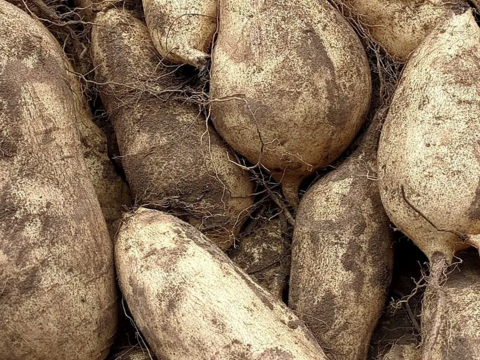 佐之衛門のきみまろこ　約1.9kg