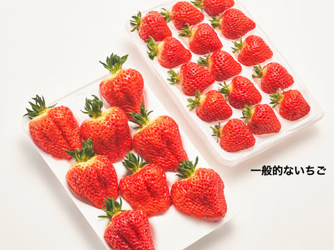 奇跡のいちご【ダイヤモンド越後姫 甘満の恵み】16粒 最上級品