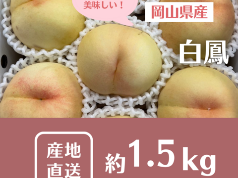 【2024年度予約スタート】ご家庭用・とろける果肉とたっぷりの果汁の岡山の白桃・白鳳（1.5㎏箱）