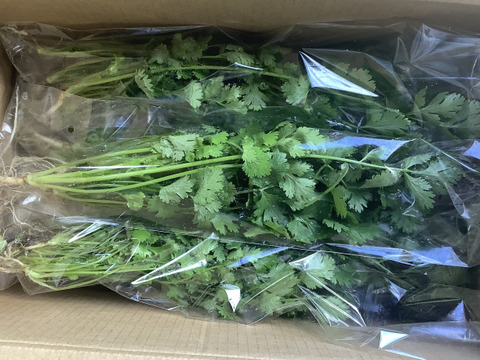 独特な 【送料無料】 新鮮パクチー／コリアンダー 長野県産 根付き：長野県産の品種 野菜