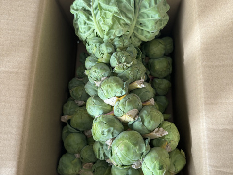 お頭付き！芽キャベツ3〜4本