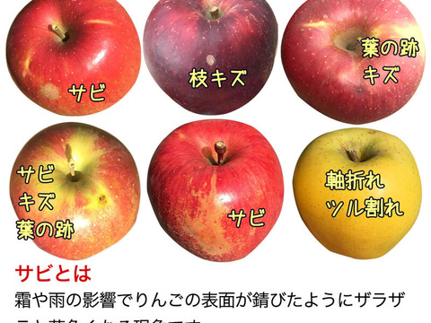 【家庭用】シナノホッペ 約1.8kg(4-12玉) 長野生まれの希少なりんご 11月上旬頃発送開始予定 #NAH0B018