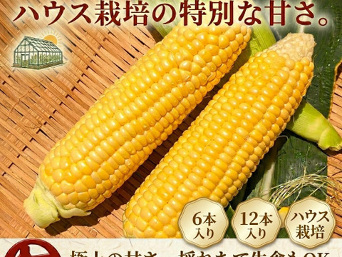 甘い！ハウスで育てたトウモロコシ【ゴールドラッシュNEO】6本入り