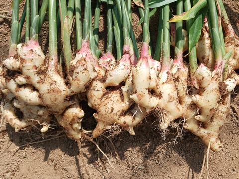 消毒してないよ！ 露地の新生姜5kg：高知県産のその他薬味