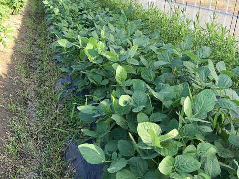 【自然栽培】枝豆(茶豆) サヤのみ１kg★農薬・肥料不使用｜茶大豆えだまめ