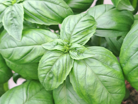 iomari◆来年収穫巨大260㎝,ブラジルアップル◆食べたらわかる濃厚◆ 食べチョク【公式】🍑🍇生産者直送の産直通販サイト on X