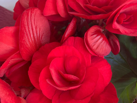 【贈答用】他では手に入らない最高級品。エラチオールベゴニア【バスケット2入】５寸