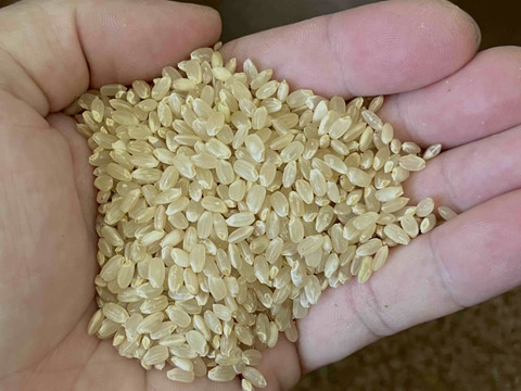 【令和7年産新米】特別栽培米コシヒカリ（玄米）5kg　石川県産