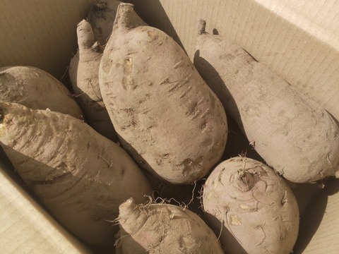 【訳アリ】さつまいも10kg！紅はるか・S～3Lサイズ詰め合わせ