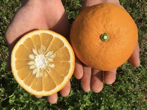 【旬の食べ比べ】自然栽培の甘夏と清見オレンジ   5kg(箱込)和歌山県産