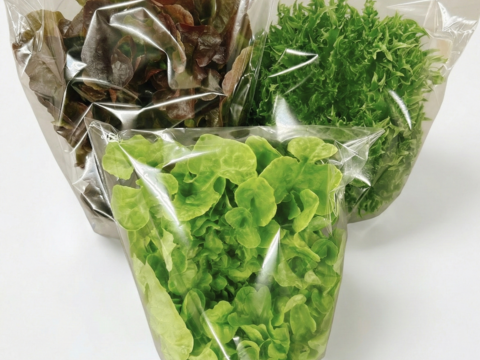 【農薬不使用】至宝のレタス 3種ミックス（1kg）硝酸態窒素最大90%カット！