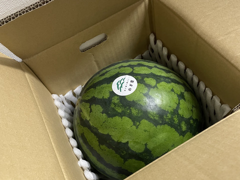 朝獲り！鳥取県産大玉スイカ1玉(6kg以上）