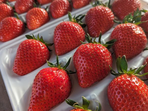 【完熟！食べ比べ】園主イチオシいちご400g×1トレー