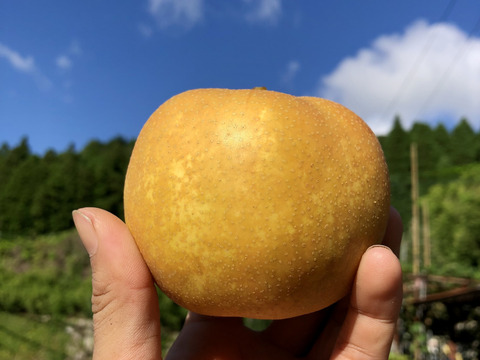 【大人気】りんご屋さんの梨🍐『幸水』3キロ箱満杯詰
