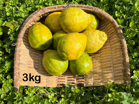 大玉レモンりのか(3kg)自然栽培！ほぼ種無し、果汁たっぷり！