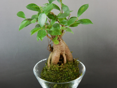 〜優しい空間を〜　苔玉ガジュマル