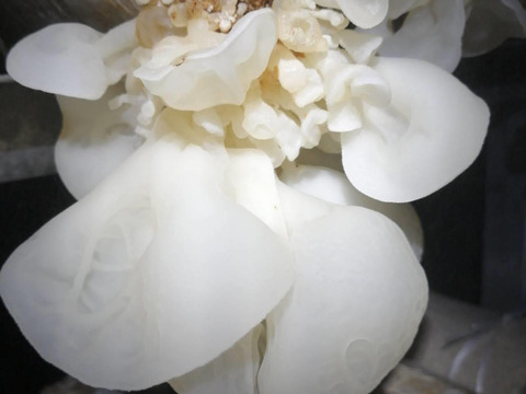 肉厚ぷりぷり！そしてコリ！白い生きくらげ 100ｇ