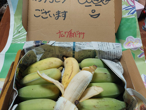 予約販売1ヶ月待ち〔自然栽培〕ワクワバナナ