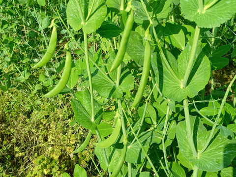 スナップエンドウ　200g