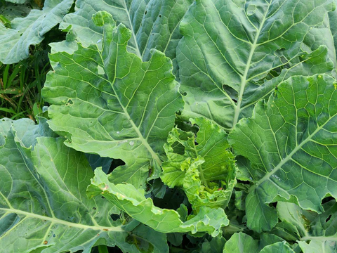ケール×ビーツ 野菜パウダー 2種お試しセット 30g×2 茨城県産（栽培期間中農薬・化学肥料・除草剤・防虫剤不使用）