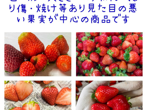 ※期間限定※【業務用】夏秋いちご［小サイズ]内容量4kg/8kg