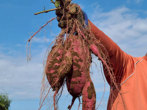 とろ甘っ！ねっとり濃密！紅はるか 1kg（農薬・化学肥料・除草剤・防虫剤不使用）