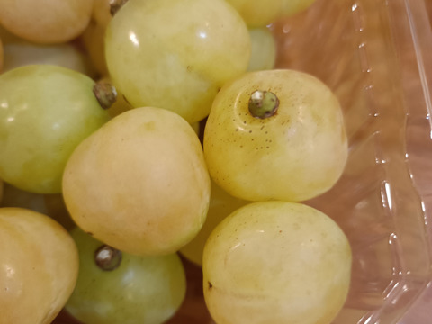 ご家庭用、瀬戸ジャイアンツ、シャインマスカット、食べ比べセット粒500g×2p(1kg)