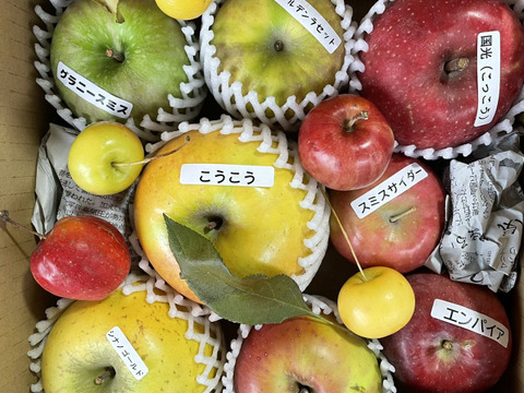 りんご いろいろBOX （2㎏）