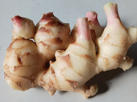 消毒してないよ！　露地の新生姜3kg