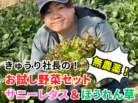 農薬不使用野菜セット／朝どれ【サニーレタス4袋&ほうれん草8袋セット】常温配送