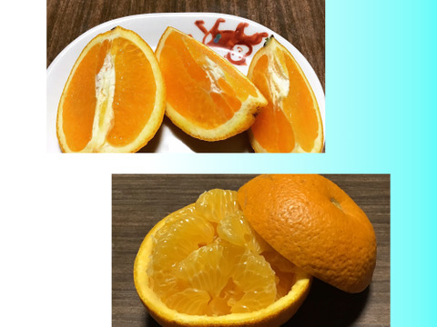 【食べ比べ】こだわりの絶品はっさく1キロ&希少なネーブルオレンジ1キロ
