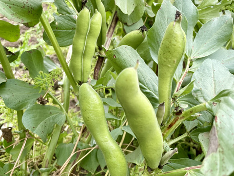 6月旬の野菜セット3種類 農薬・化学肥料不使用♪個包装