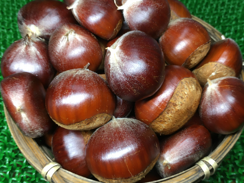 利平栗[栗の王様]や「丹波」「丹沢」等1,000g入り「横浜市内産」ほっくり甘いです！